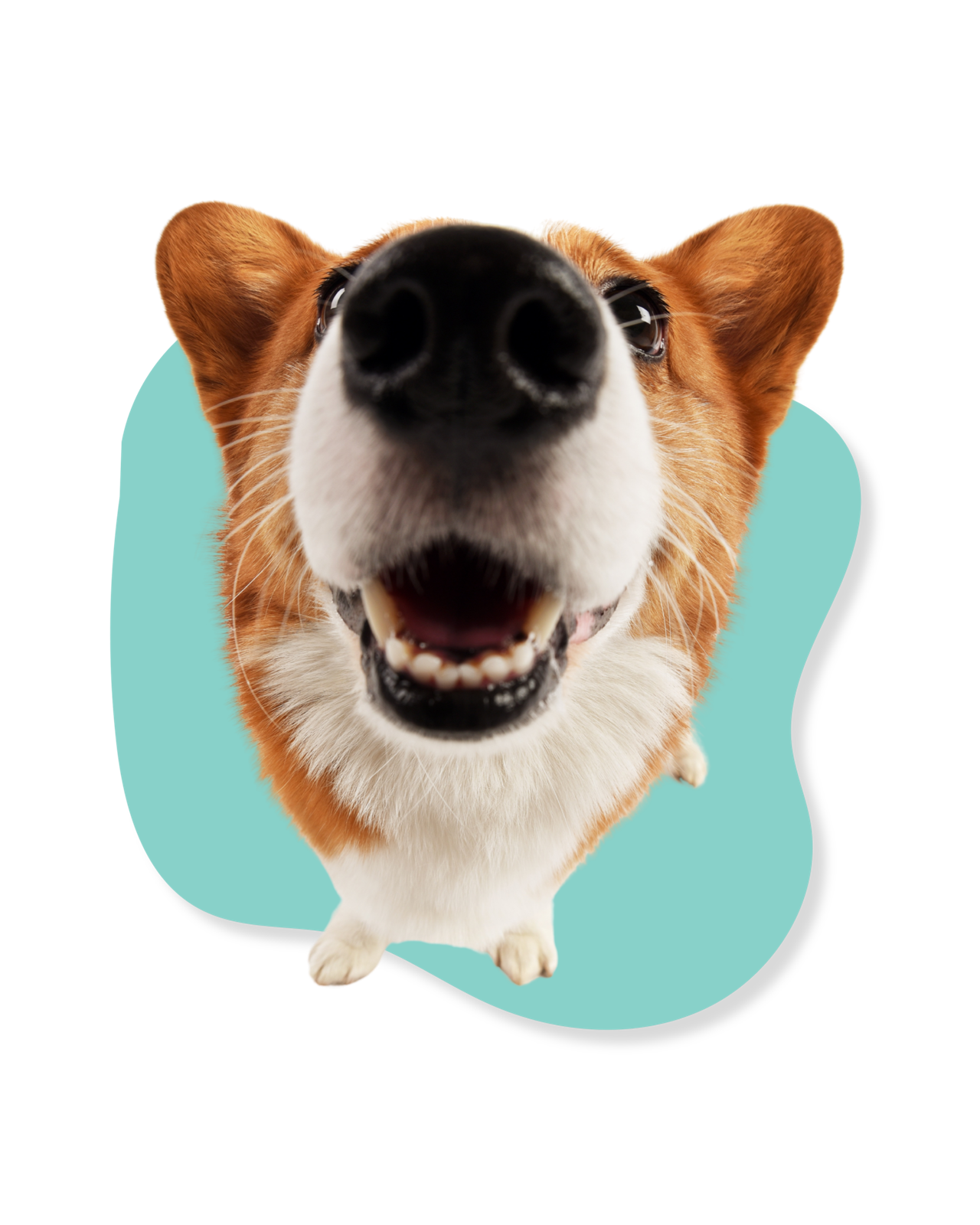 Veterinaria