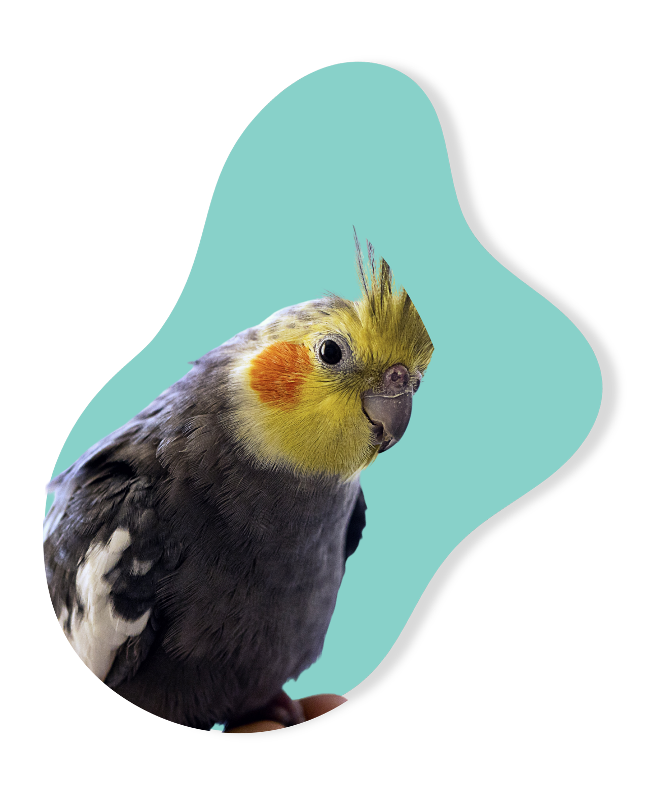 Paraíso de Mascotas