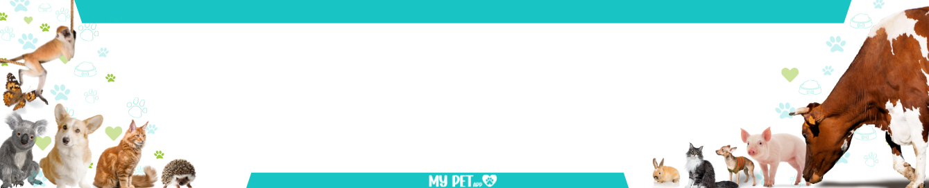 Blogs Banner